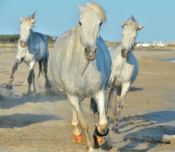 istock The running White Camargue Horses 503638336