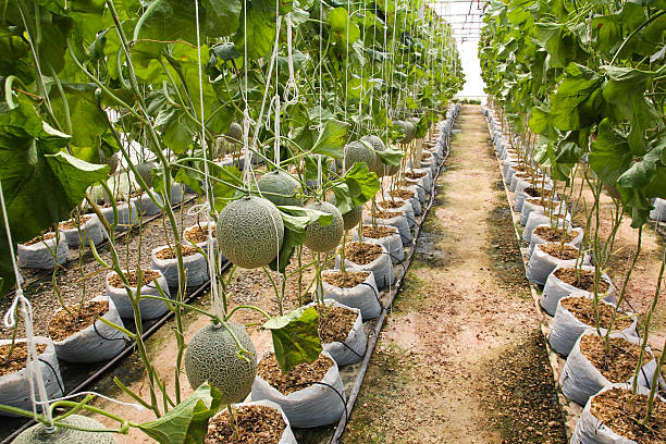 istock Melon organic produce from the farm. 503639066