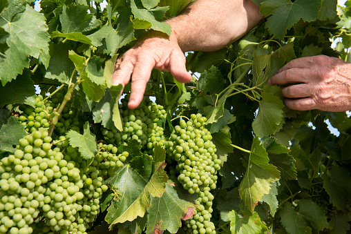 Grapes in a vineyard on a wine farm with two male white hands