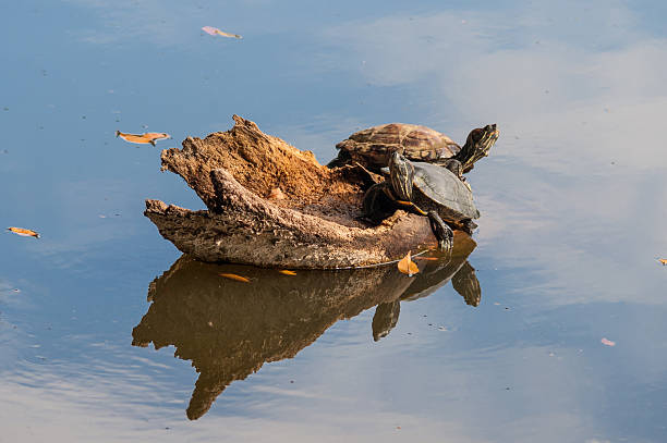 tortues sur le lac avec reflet-ciel - pets water lake sky photos et images de collection