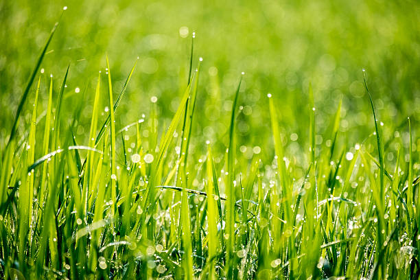 istock Drops of Dew on a Rice Plant 503642514