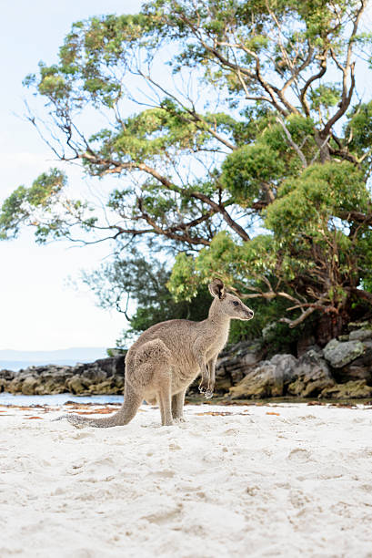 istock Kangaroo on sandy beach at Jervis Bay 503643338