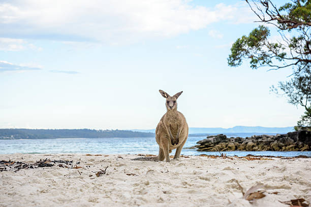 Kangaroo on the beach at Jervis Bay Kangaroo on sandy beach at Jervis Bay wallaby stock pictures, royalty-free photos & images