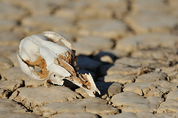 istock Kangaroo bone in the Desert, Outback Australia 503643824