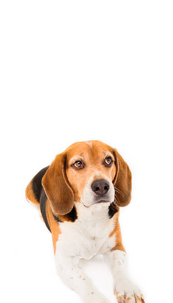 istock Model shot of beagle dog 503644204