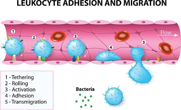 ilustrações, clipart, desenhos animados e ícones de junção da leukocyte e migração - capillary