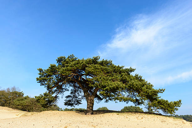 istock Pine tree on a sand dune in a nature reserve 503644590