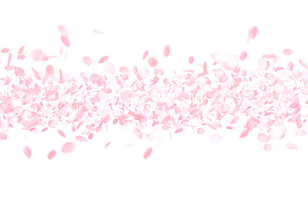Cherry Blossoms, Pink Flower Background