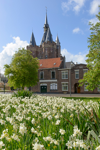 Daffodil flowers in front of the Sassenpoort in the city of Zwolle, Overijssel, The Netherlands during a beautiful spring day.