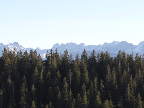 A mountain range of the alps with a forest in front.