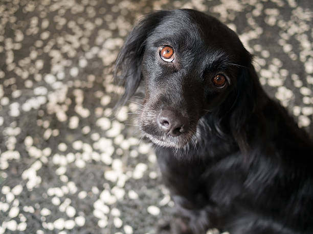 istock Dog looks pleading at camera. Focus on eye. 503645204