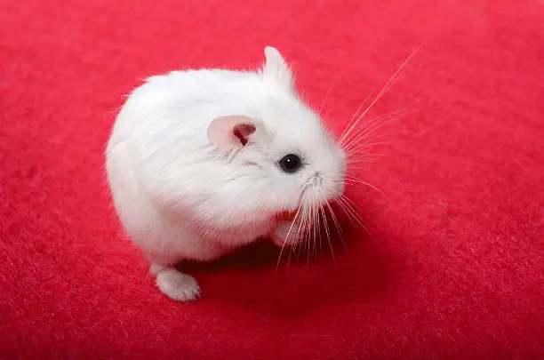 A tiny, cute dwarf Roborovski hamster sits in profile on a red cloth.