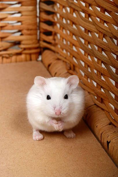 White Roborovski Dwarf Hamster An adorable tiny white Roborovski dwarf hamster sits in a basket looking at the camera. roborovski hamster stock pictures, royalty-free photos & images