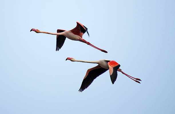istock Flamingos fllying 503645680