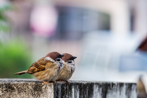 Cute Eurasian Tree Sparrow looking away
