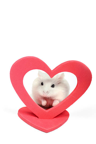 Roborovski Dwarf Hamster With Valentines Day Heart A tiny white Roborovski dwarf hamster peeks out from behind a red Valentine's Day heart.  Isolated on white. roborovski hamster stock pictures, royalty-free photos & images