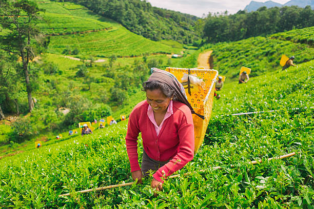 weiblichen arbeiter in teeplantagen von sri lanka - nuwara eliya stock-fotos und bilder