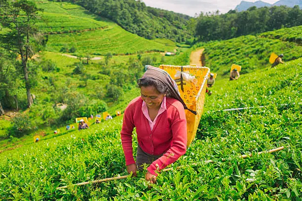 Photo of Female Worker in Tea Plantations of Sri Lanka
