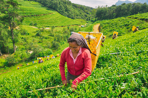 trabalhadora em meio às plantações de chá no sri lanka - nuwara elia - fotografias e filmes do acervo