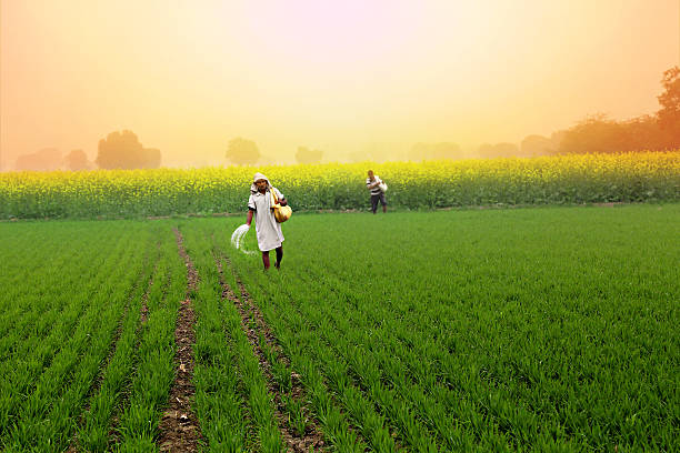 farmer correr fertilizante en el campo de trigo - fertilizante fotos fotografías e imágenes de stock