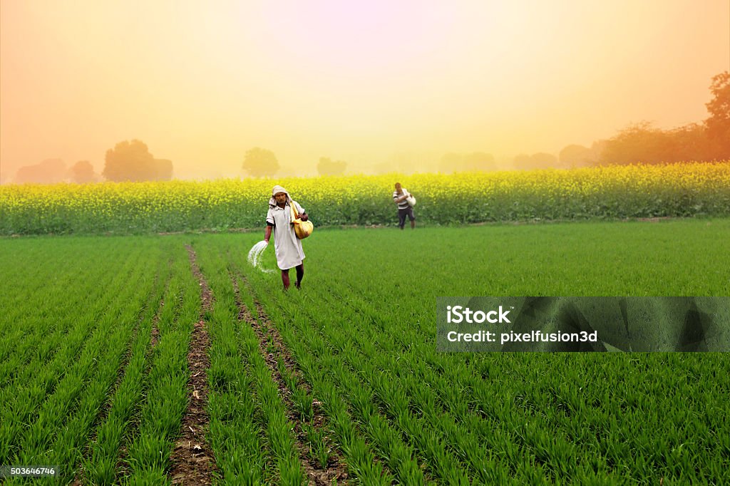 Farmer Spreading fertilizer in the Field wheat Front View of old farmer is spreading fertilizer in His wheat Plant Field during Foggy Day at the time of Sunrise. The Village is Located in a Small Village of Haryana State, India Outdoor. India Stock Photo