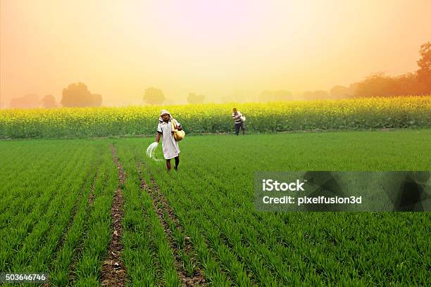 Farmer Spreading Fertilizer In The Field Wheat Stock Photo - Download Image Now - India, Farmer, Agriculture