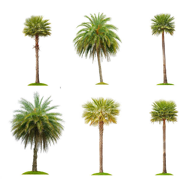 Six betel palm tree isolated on white stock photo