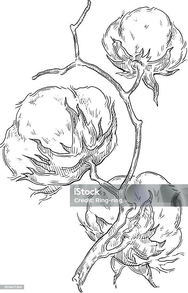 Hand made vector sketch of cotton plants. Hand draw ink cotton plant. Vector engraving illustration. Can be used as decor ellement for a rustic wedding or greeting cards. Textile and clothing. Lineart draw.Hand draw ink cotton plant. Vector engraving illustration. Can be used as decor element for a rustic wedding or greeting cards. Textile and clothing. Lineart draw. Agriculture stock vector
