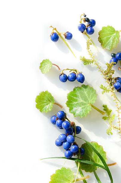 istock winter berries and leaves in arrangement 503647960