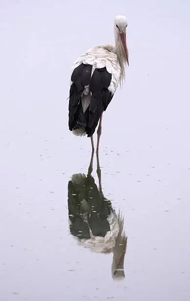 Beauty White Stork with Reflection in Water