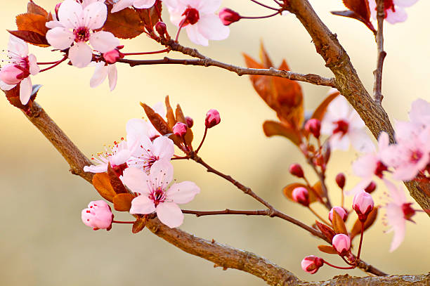 flor de cerejeira japonesa - fugacity imagens e fotografias de stock