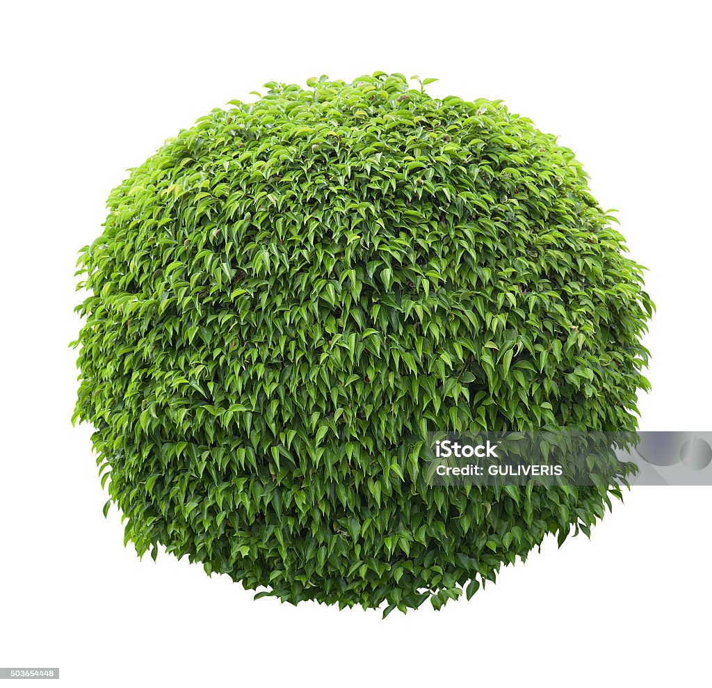 Cute Ball Shaped Bush Isolated On White Background Stock Photo - Download  Image Now - Sphere, Boxwood, Plant - iStock