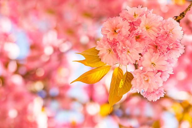 flor de cerejeira japonesa - fugacity imagens e fotografias de stock