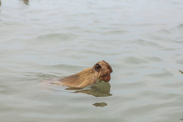 istock Swimming crab-eating macaques 503655094