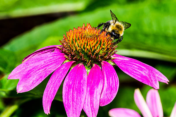 istock Bumble Bee on Purple Coneflower 503655246