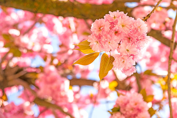 flor de cerejeira japonesa - fugacity imagens e fotografias de stock