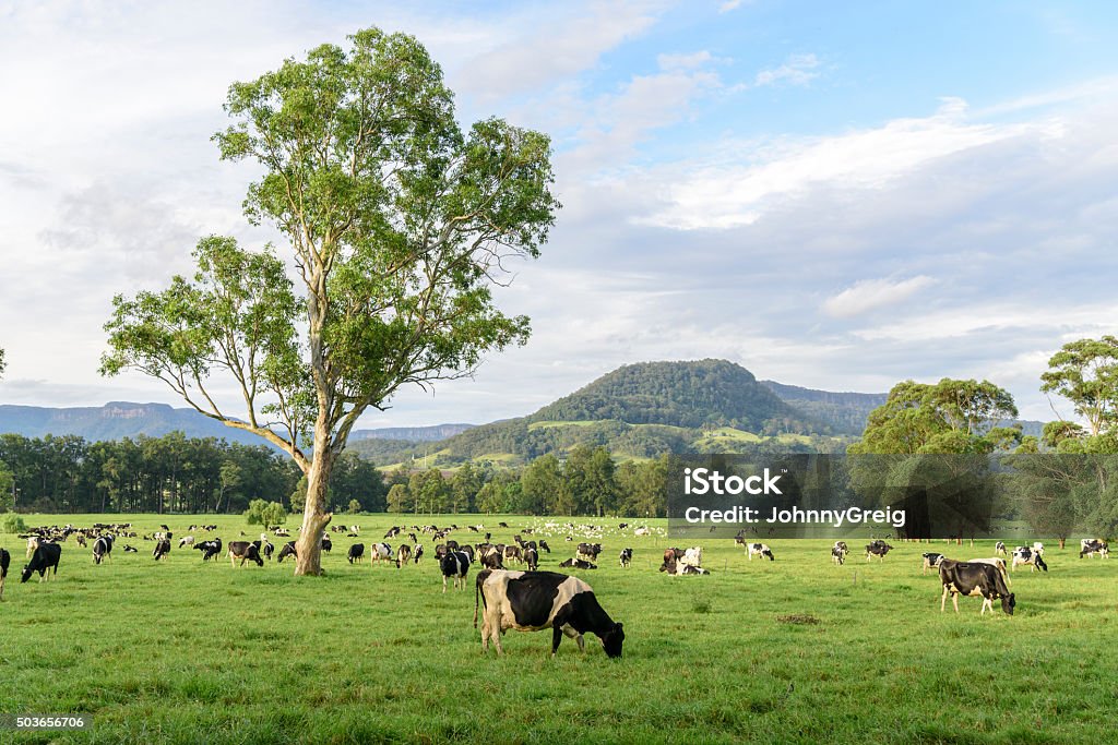 Milchkuh herd, New South Wales, Australien - Lizenzfrei Australien Stock-Foto