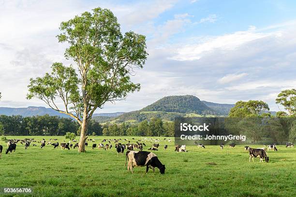 Milchkuh Herd New South Wales Australien Stockfoto und mehr Bilder von Australien - Australien, Milchhof, Agrarbetrieb