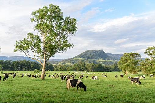 Holstein cattle dairy cow herd graze on farm pasture in Kangaroo Valley, New South Wales, Australia