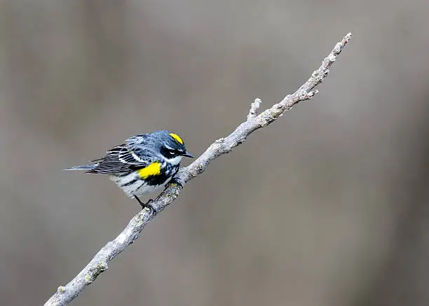 Photo of Yellow-Rumped Warbler