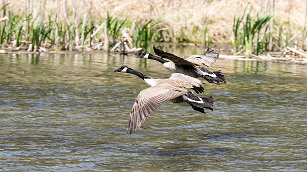 istock Canada Geese Landing in a Pond 503657684