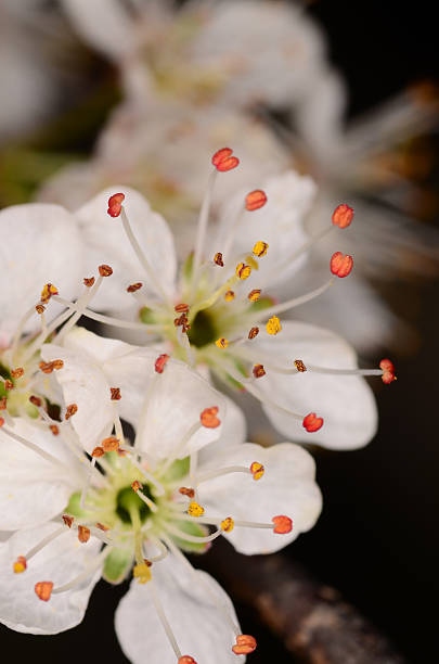 istock Macro of two white flowers with pollen stems 503658100