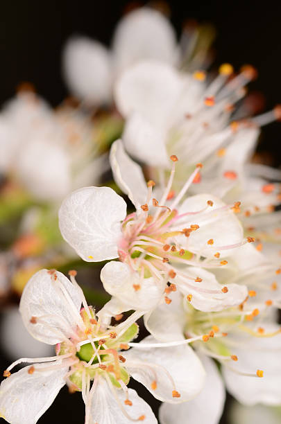 istock Diagonal row of Hogplum flowers 503658114