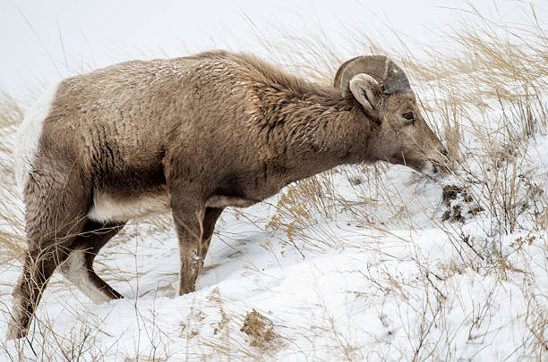 オオツノヒツジ ram で冬のバッドランズ国立公園 - bighorn sheep ram sheep winter ストックフォトと画像