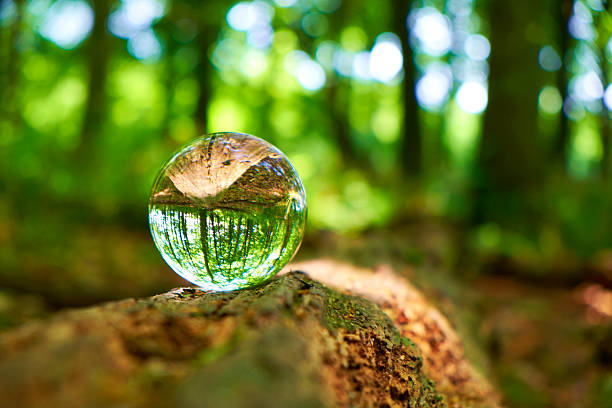Early summer in the English Countryside. A crystal ball sits enigmatically on a fallen tree in a beechwood in the Chiltern Hills, Buckinghamshire. 