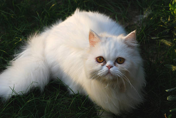 istock White Cat with Eye Disease 503659186