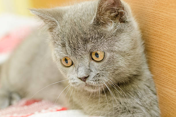 istock British Short Hair Cat 503660720