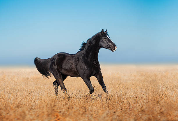 istock Black horse run across the yellow field 503661990