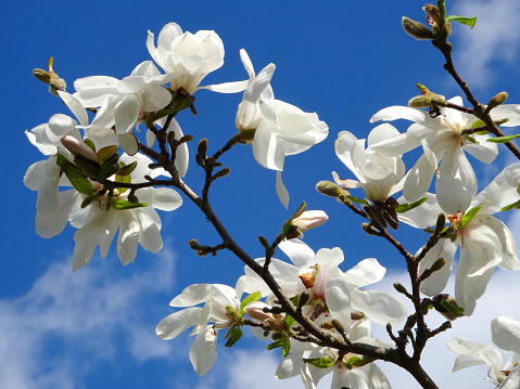 Photo showing a mass of white magnolia stella flowers that are covering the branches of a small tree in a garden, pictured against the blue sky and drifting clouds above, from a low angle looking upwards.