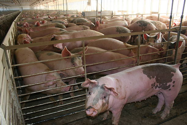 istock Hogs Inside an Iowa Swine Barn 503662218